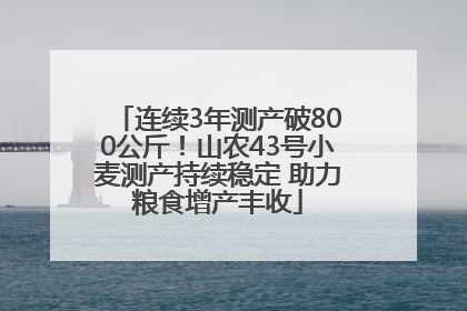 连续3年测产破800公斤！山农43号小麦测产持续稳定 助力粮食增产丰收