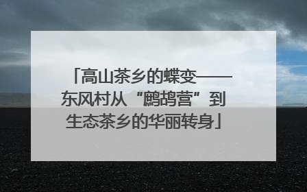高山茶乡的蝶变——东风村从“鹧鸪营”到生态茶乡的华丽转身