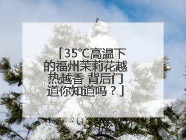 35℃高温下的福州茉莉花越热越香 背后门道你知道吗？